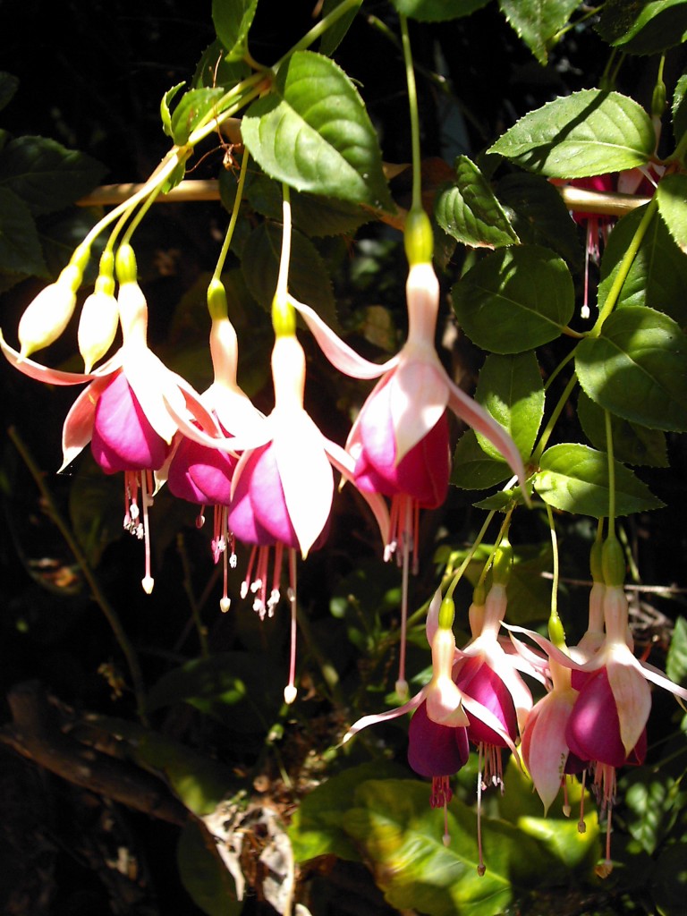 Random fushia